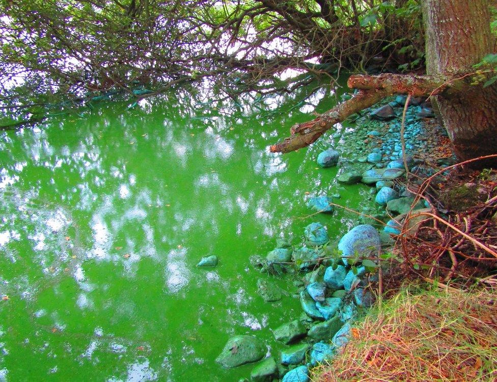 blue green algal blooms at Lochnabo near Lhanbryde