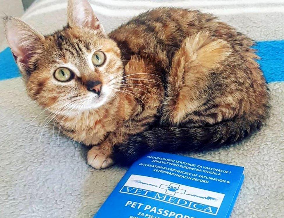 Nala has a pet passport