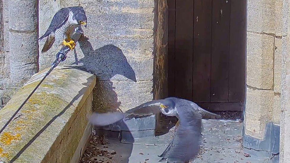 Peregrine falcons at Ely Cathedral