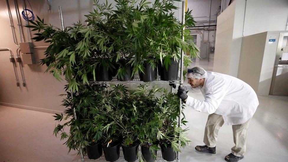 A worker pushes a cart of marijuana plants at the Canopy Growth Corporation facility in Smiths Falls, Ontario, Canada, January 4, 2018.