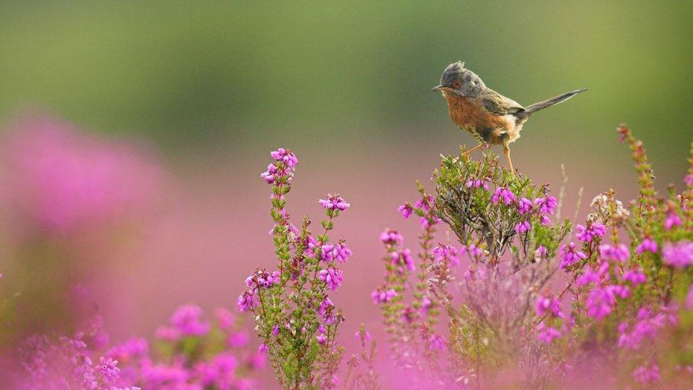 Dartford Warbler