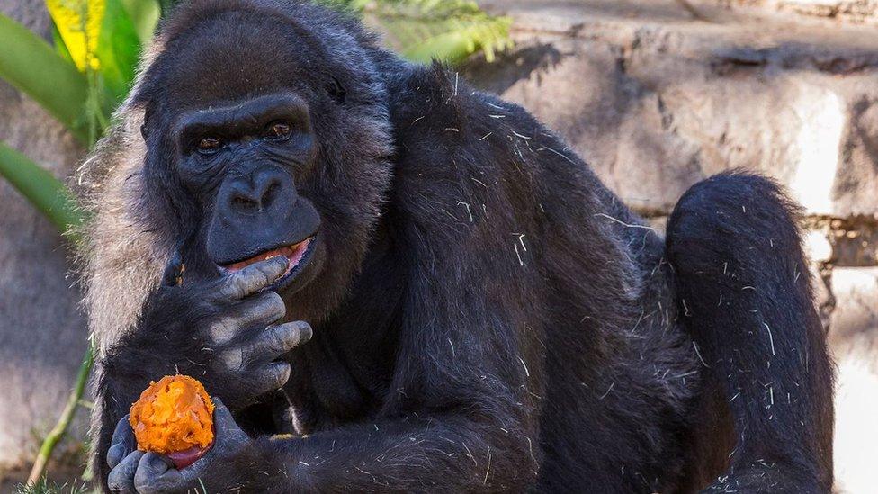 Vila the gorilla eating what looks like sweet potato