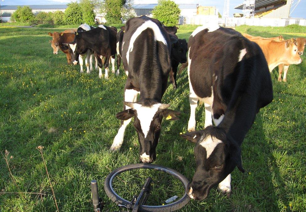 Cattle with a bicycle wheel on Coldham's Common, Cambridge