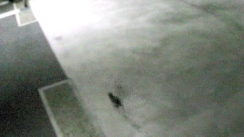 CCTV of the cat at the site