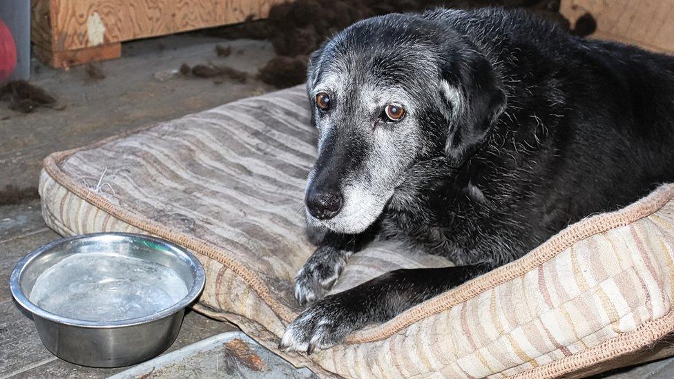 Distressed-looking dog