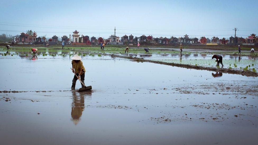 Farmers in Tien Hai planting rice seedlings