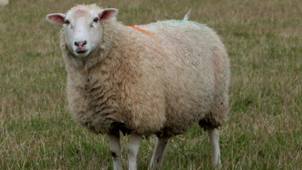 Oxfordshire Sheep