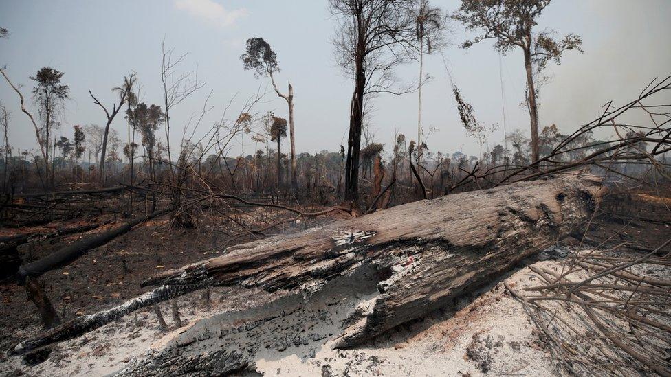 Charred trunks are seen on a tract of Amazon jungle, that was recently burned by loggers and farmers, in Porto Velho, Brazil, on 23 August 2019