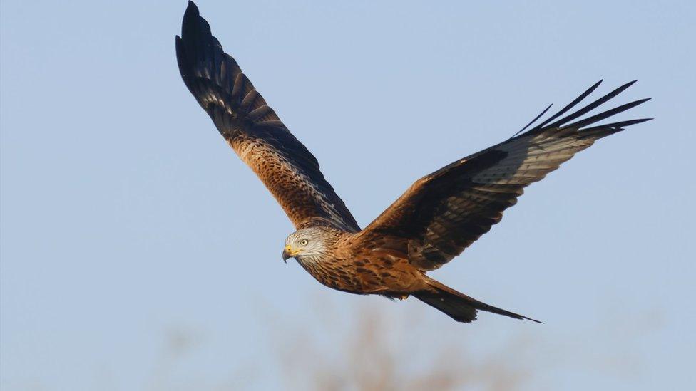 The RSPB advise against supplementary feeding