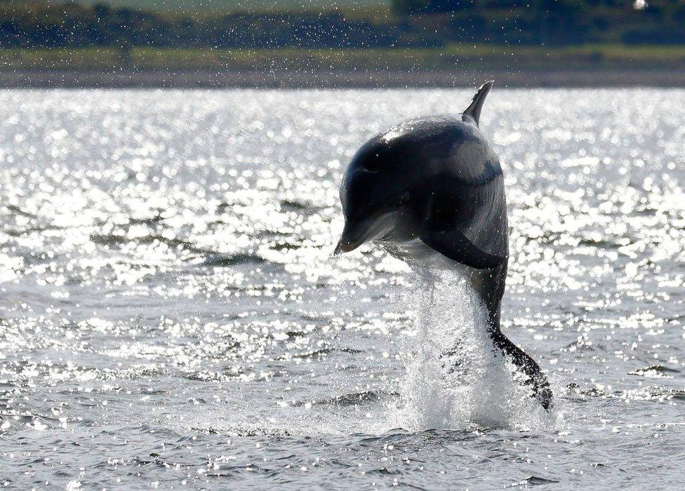 Bottlenose dolphin Kesslet