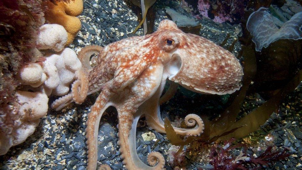 Octopus