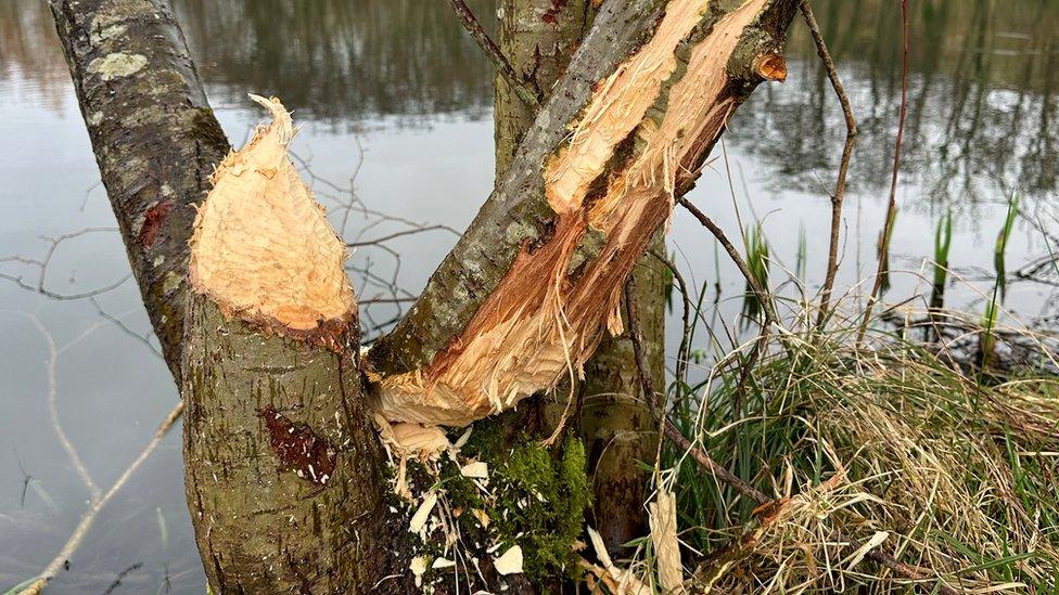 Damaged tree