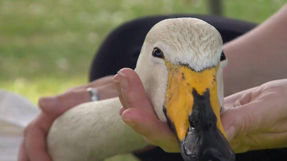 A poorly swan