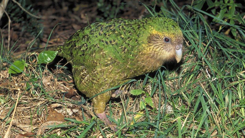 kakapo-parrot