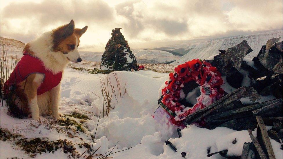 Alun Prosser took this shot of his dog Fenn by the Wellington Bomber crash memorial on a snowy Waun Rydd in the Brecon Beacons.