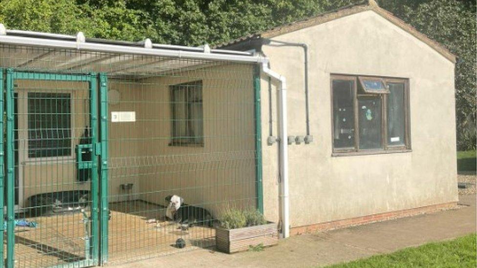 A dog in a kennel at the sanctuary