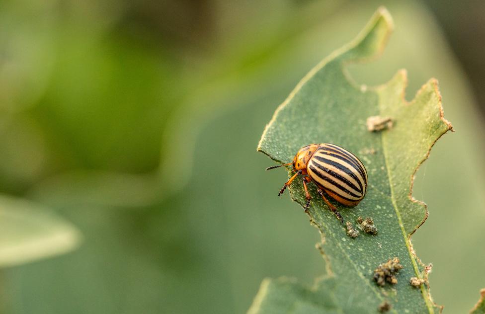 Potato beetle