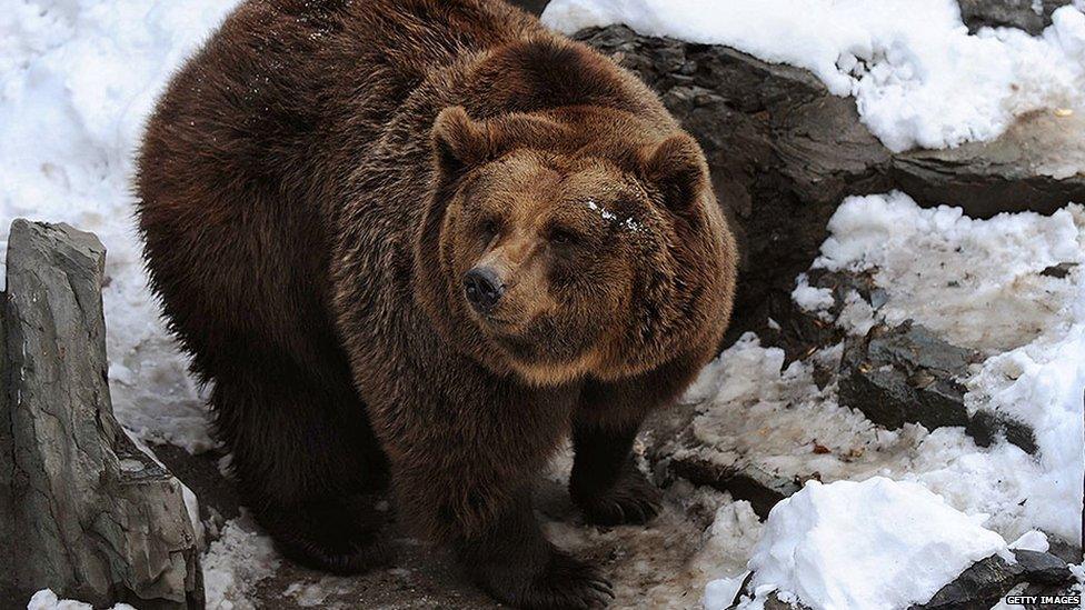 Bear