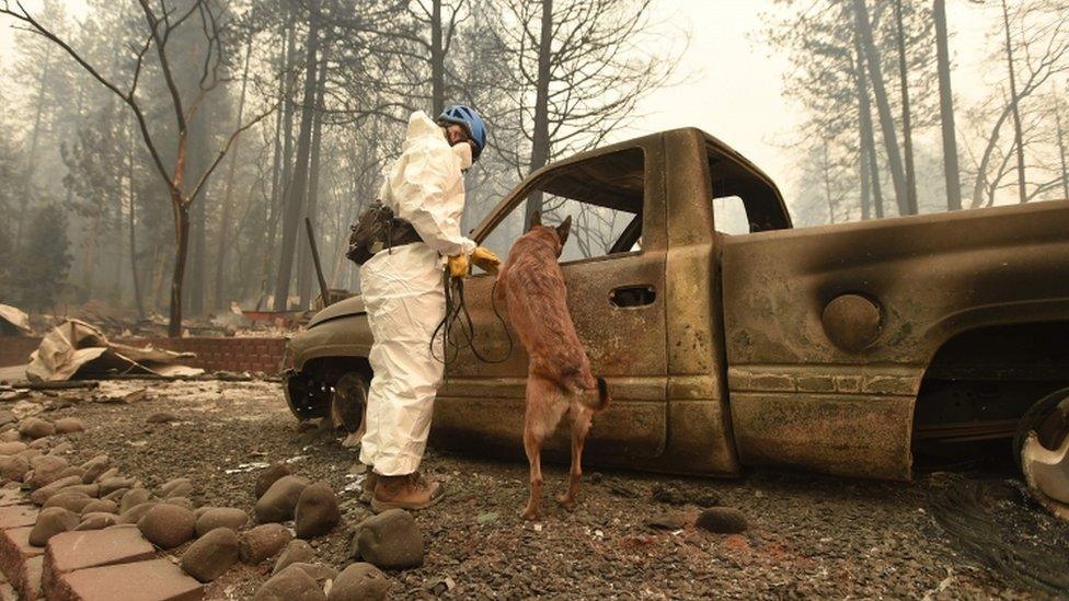 A cadaver dog looks inside a vehicle with a forensic official