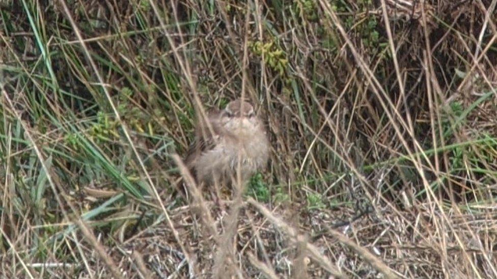 Rufous Bush Chat