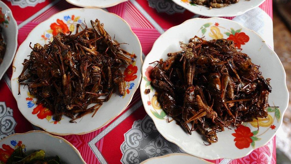 Insects on a plate