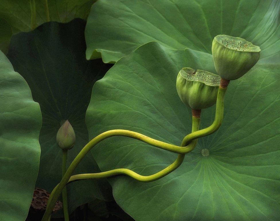 Two lotus stems entwined together