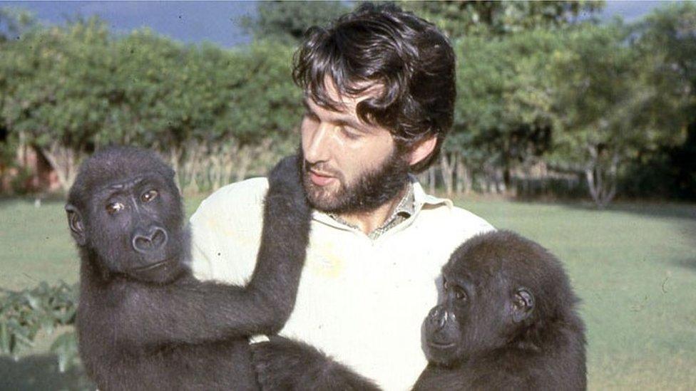 Bob Golding with gorillas at the University of Ibadan Zoological Gardens