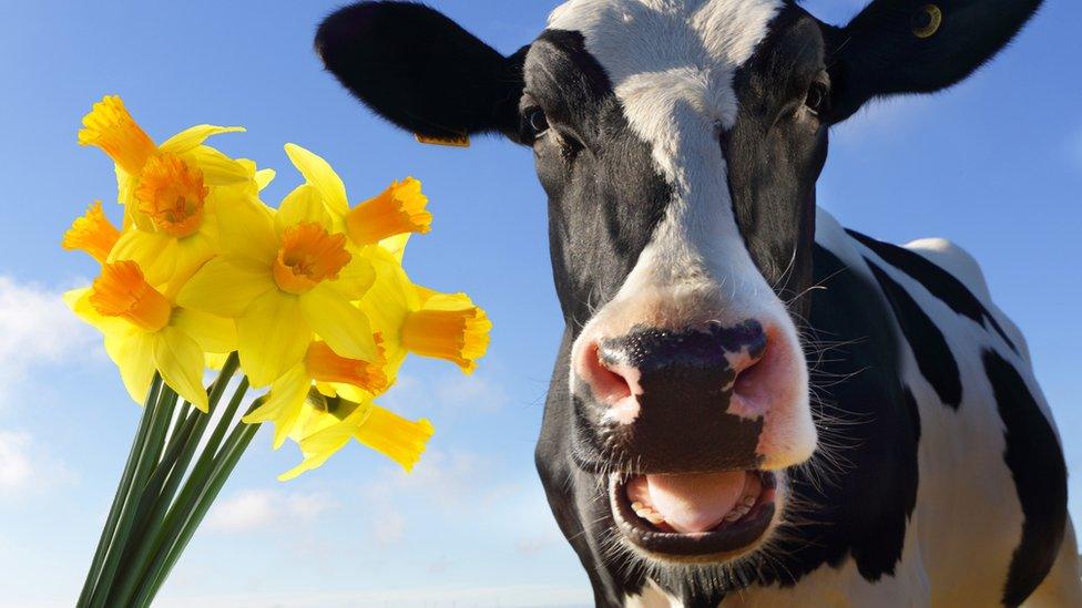 Cow and daffodils