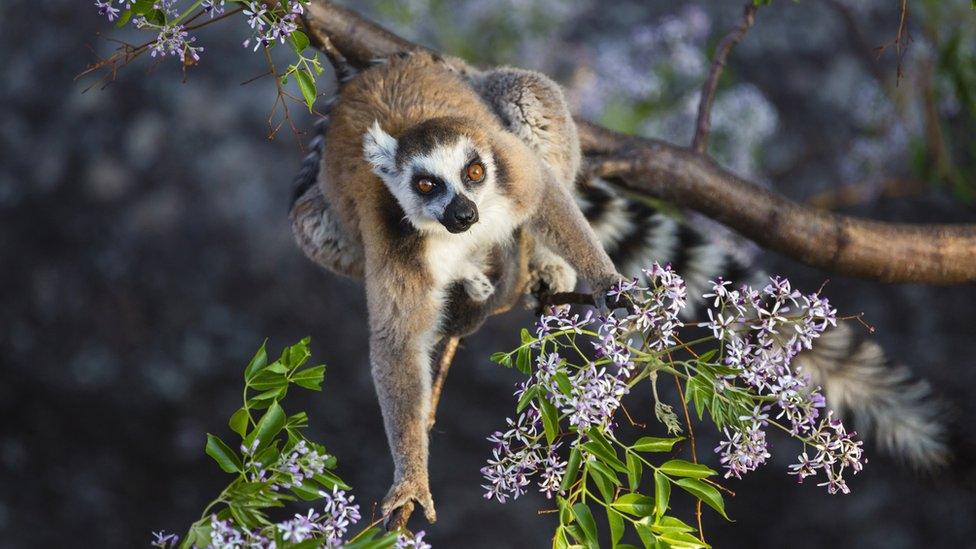 Ring tailed lemur