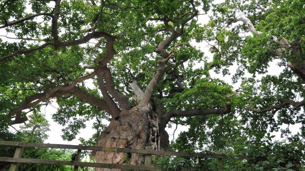 The Old Man of Calke oak tree in Derbyshire