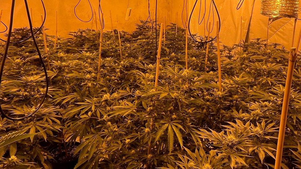 cannabis farm