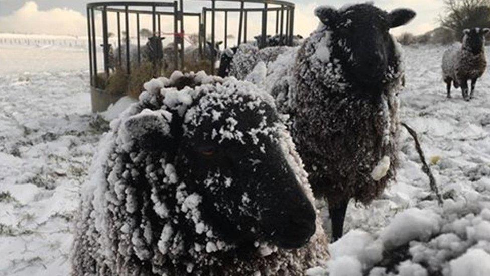 Sheep in Bryncethin, Bridgend