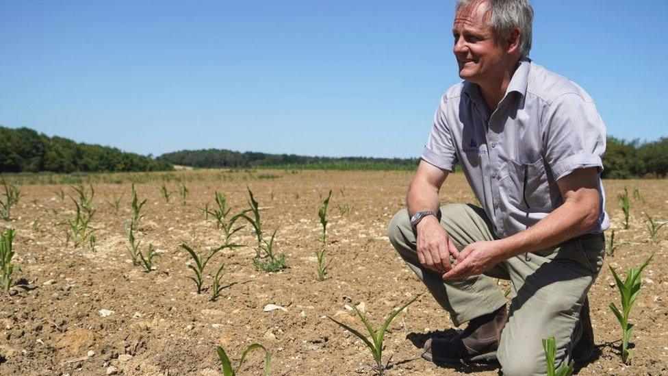 Field of damaged maize