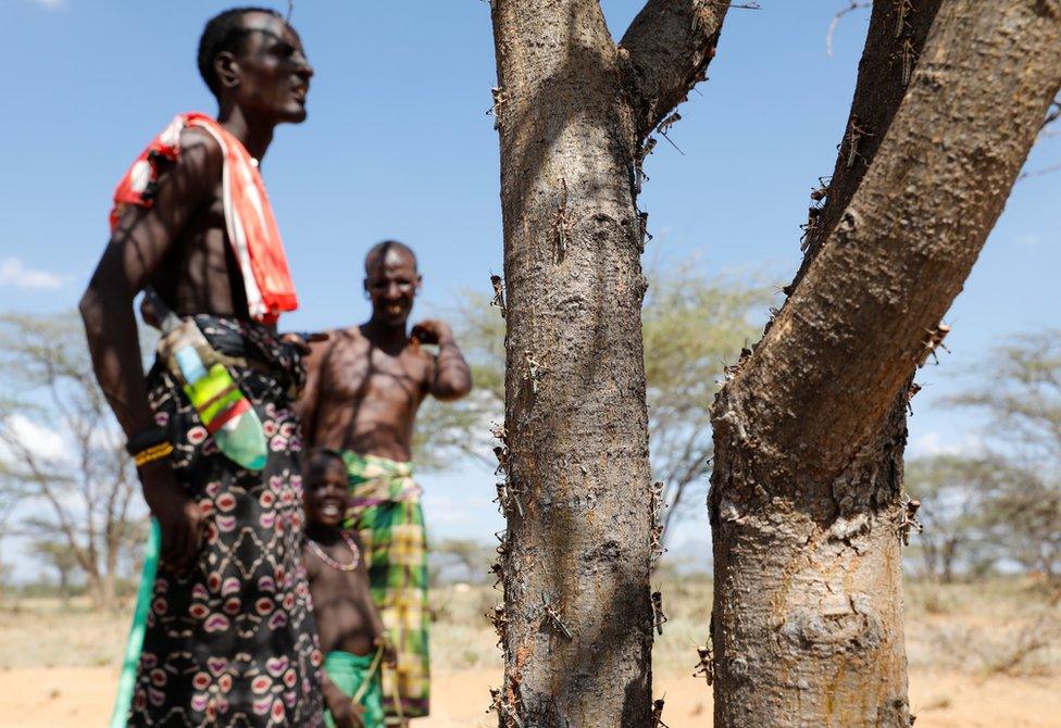 Newly-hatched desert locusts are seen on a tree with people looking on