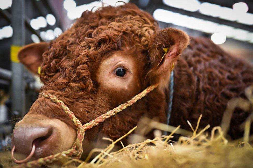 Beef Shorthorn bull