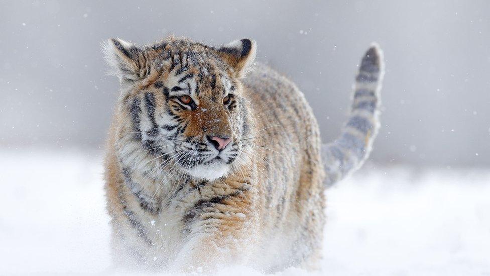 Siberian tiger walking through deep snow, the Taiga forest, Russia