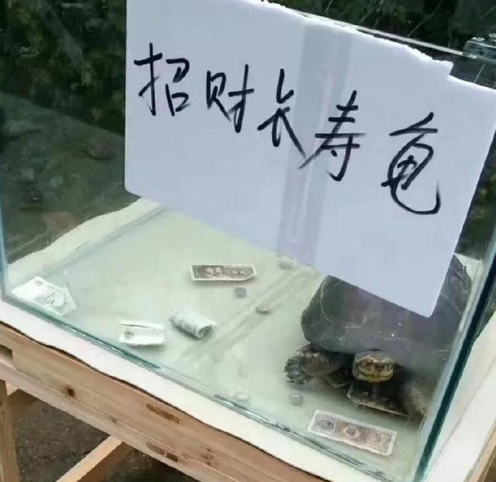 A tortoise in a small tank and a sprinkling of money