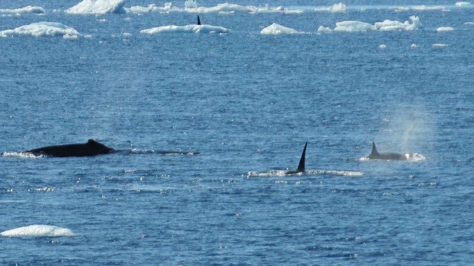 Whales in the Antarctic