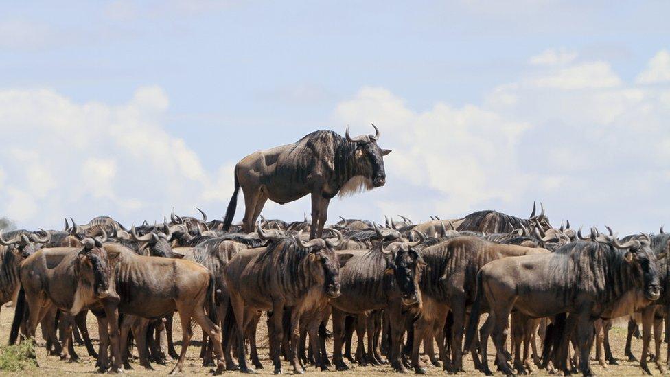 A wildebeest stands above its herd.