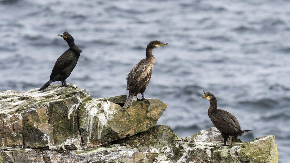 European shags on rocks