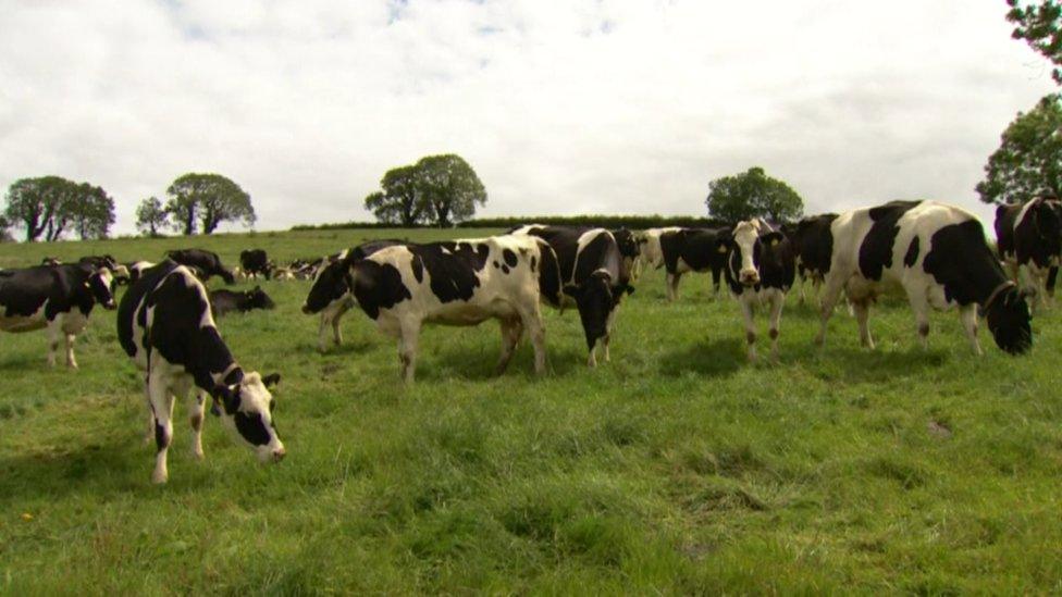 Cows on NI dairy farm