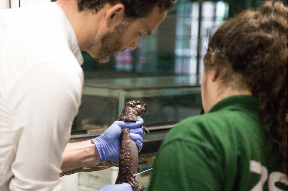 Zoo staff with the salamander