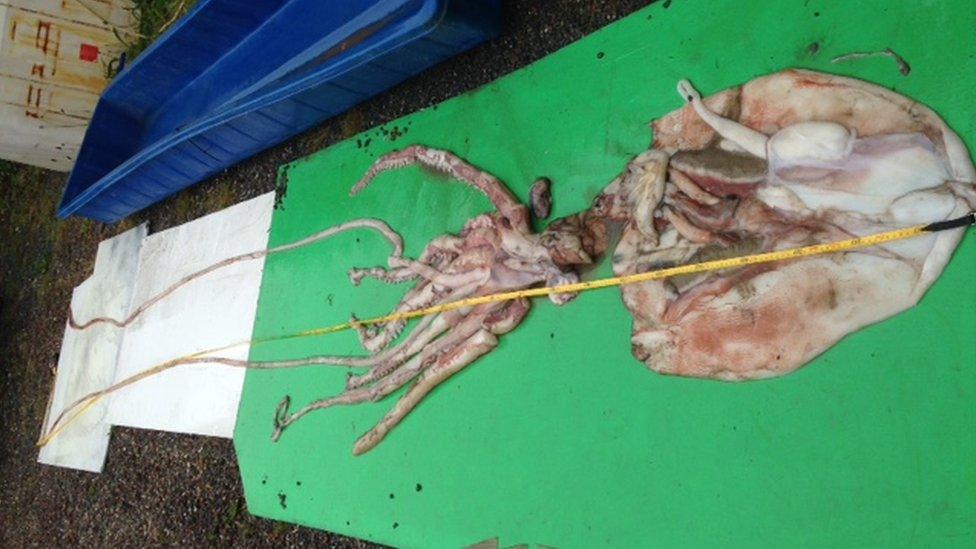 Giant squid can grow to a tremendous size