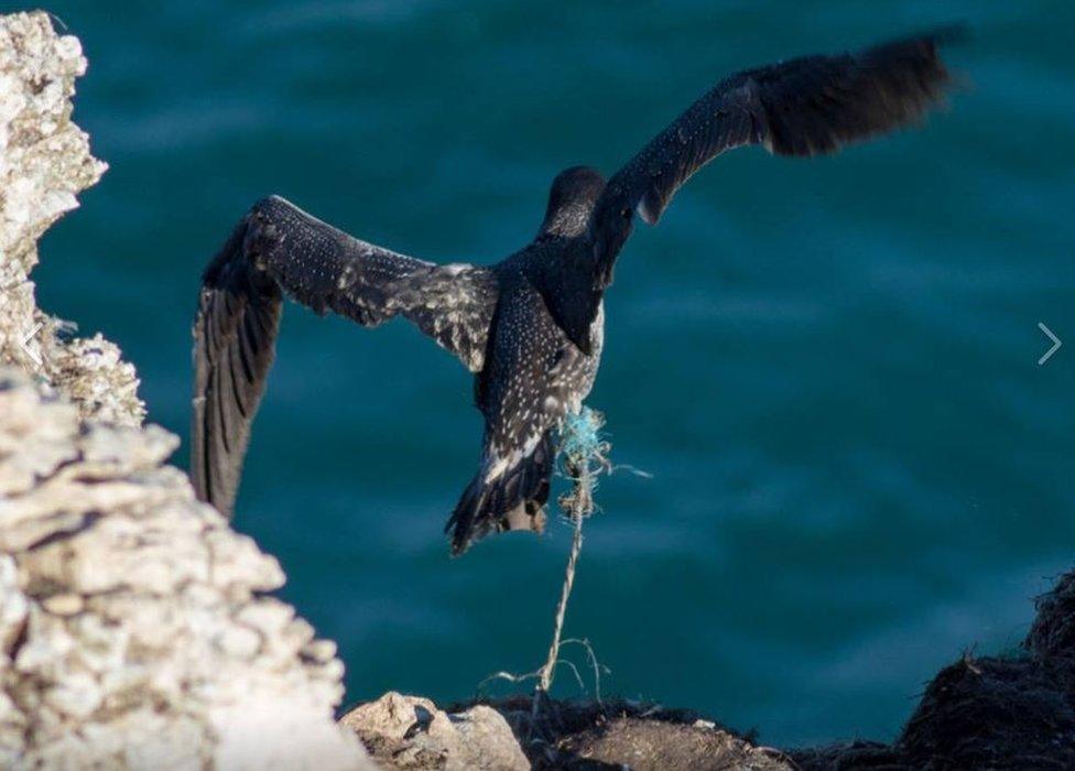 Gannet trapped on cliff face