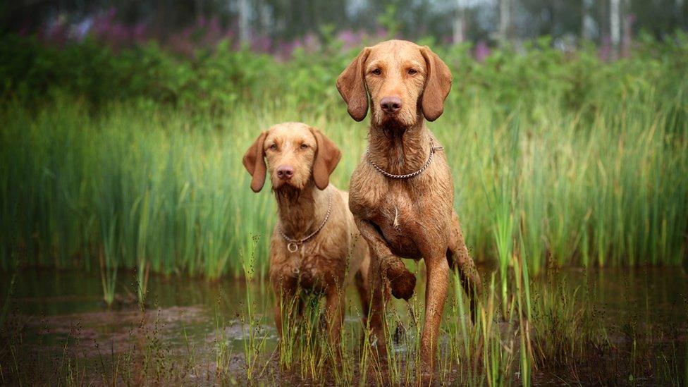 two dogs standing in the water