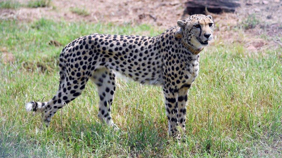 Release of eight wild Cheetahs in Kuno National Park, Madhya Pradesh, India - 17 Sep 2022