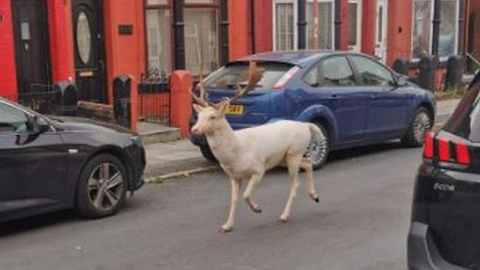 Buck roaming in Bootle