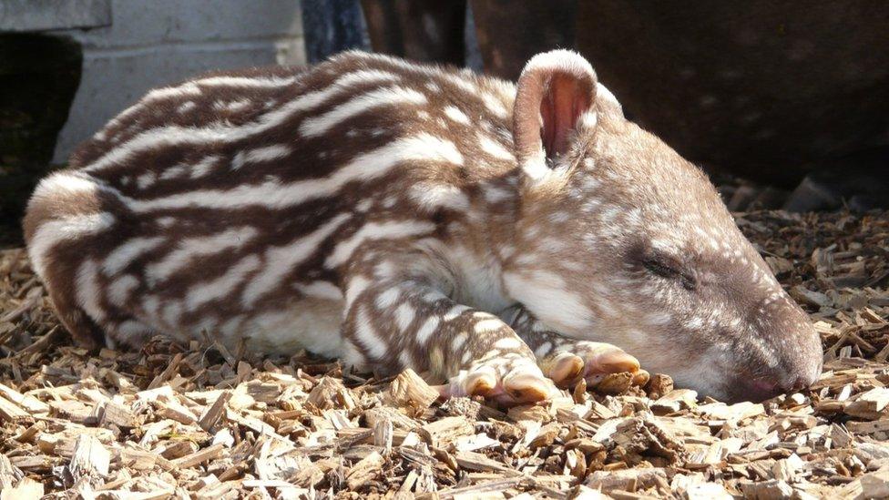 Baby Tapir