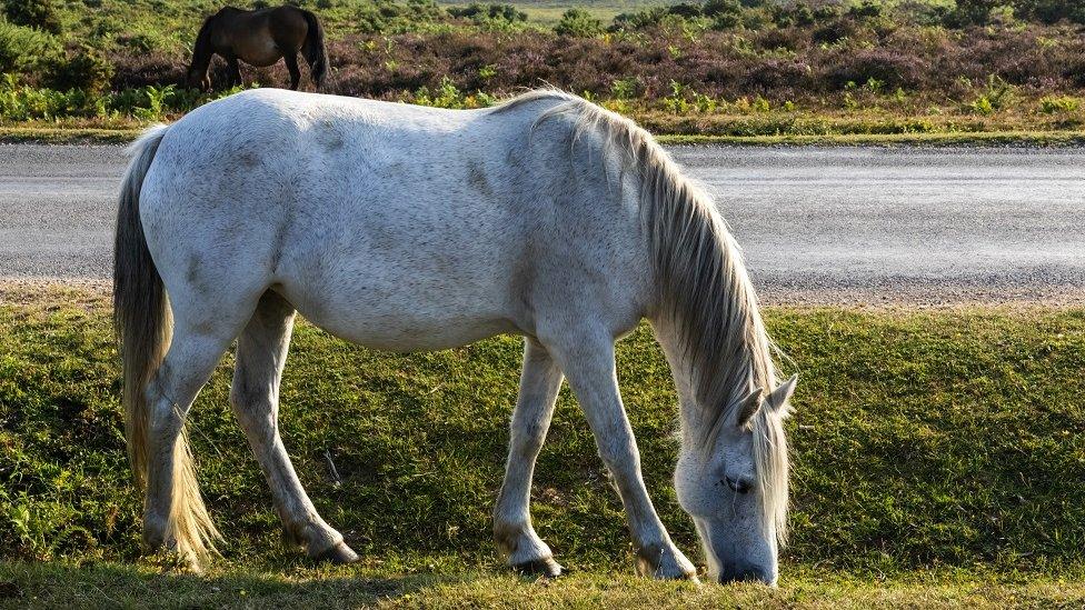 Horse Grazing on Roadside near Lyndhurst.