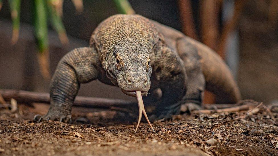 Komodo-dragon.